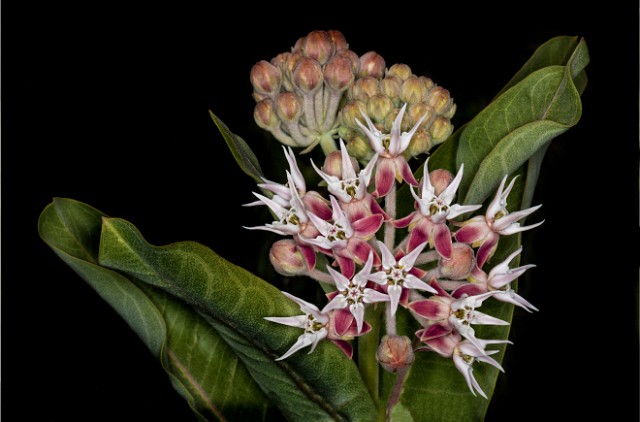 Asclepias speciosa - Showy Milkweed 19-4014b.jpg
